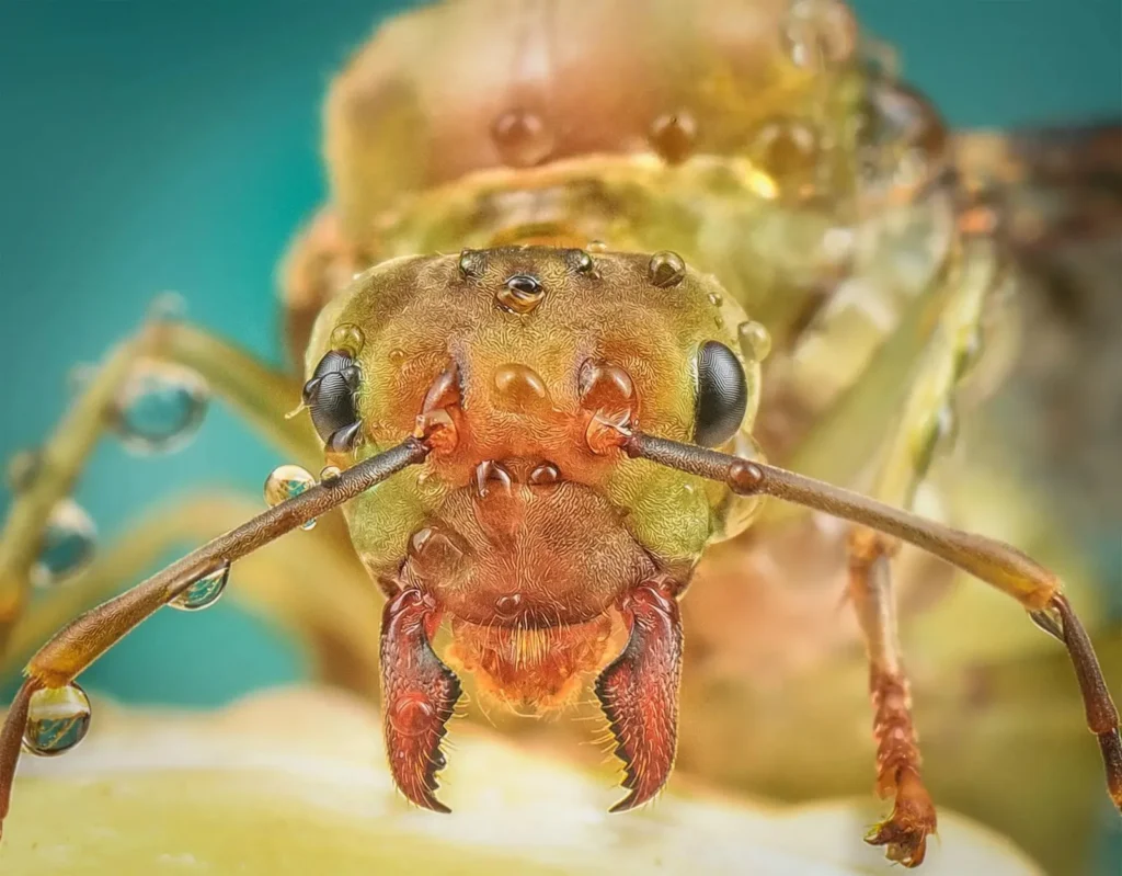 do queen ants sleep differently – extreme macro of ant face showing complex eyes and mandibles