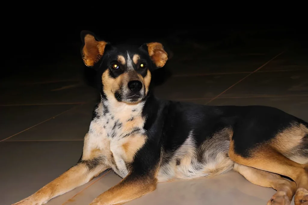 A domestic dog lying on a tiled floor at night with visible yellow eyeshine in animals.