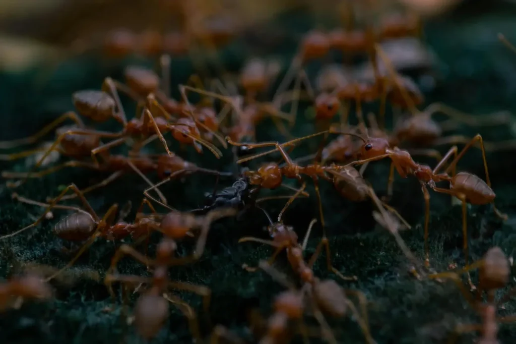 why ant colonies never stop working – group of red ants working together around the clock