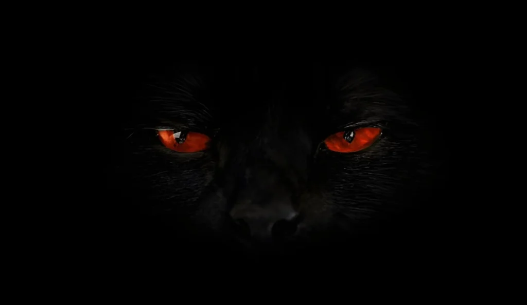 Extreme close-up of a black cat showing how animals' eyes glow red in the dark due to the tapetum lucidum.