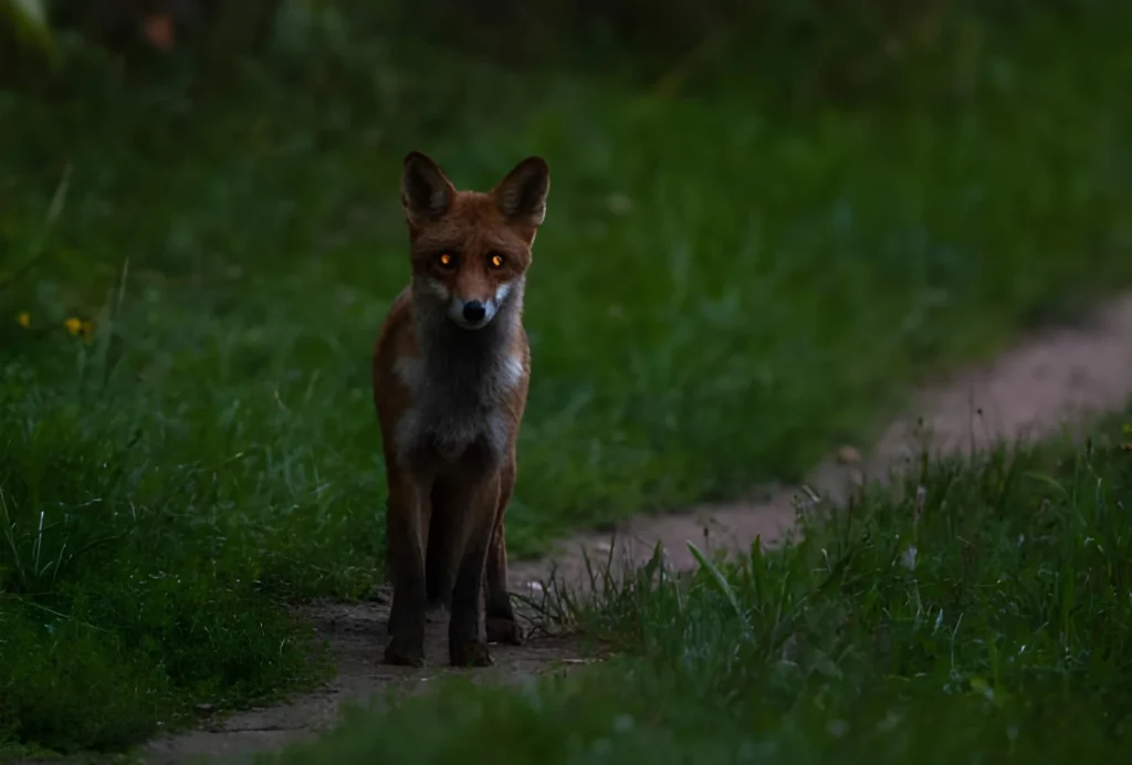 A red fox standing on a dirt path at dusk with glowing orange eyes showing natural eyeshine in animals.