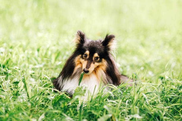 Do Dogs Eat Grass