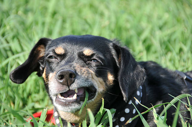 Do Dogs Eat Grass and Vomit